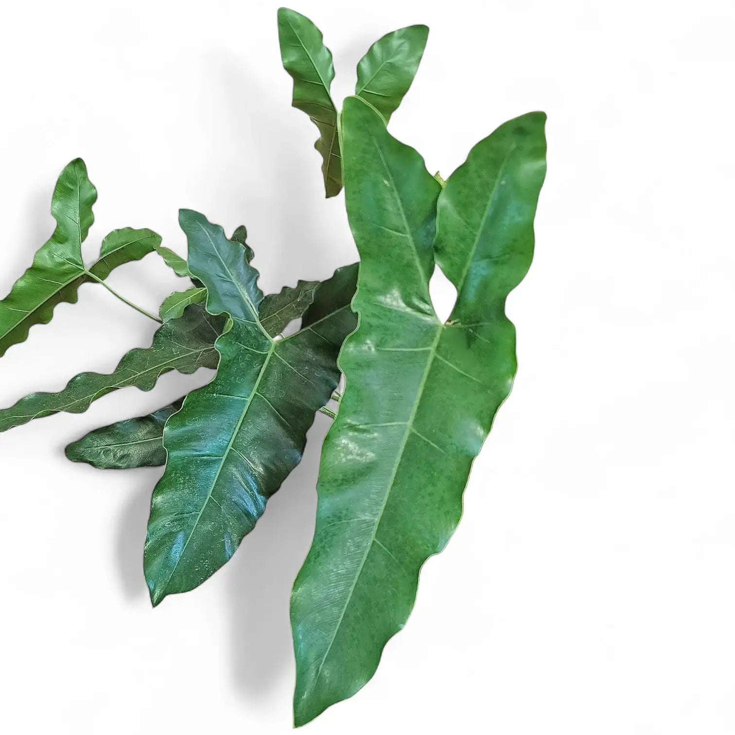 Thaumatophyllum stenolobum Zimmerpflanze im Anzuchttopf vor weiĂźem Hintergrund, Produktfoto 8.