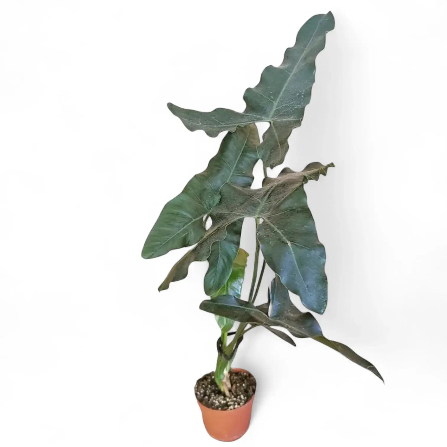 Thaumatophyllum stenolobum Zimmerpflanze im Anzuchttopf vor weiĂźem Hintergrund, Produktfoto 9.