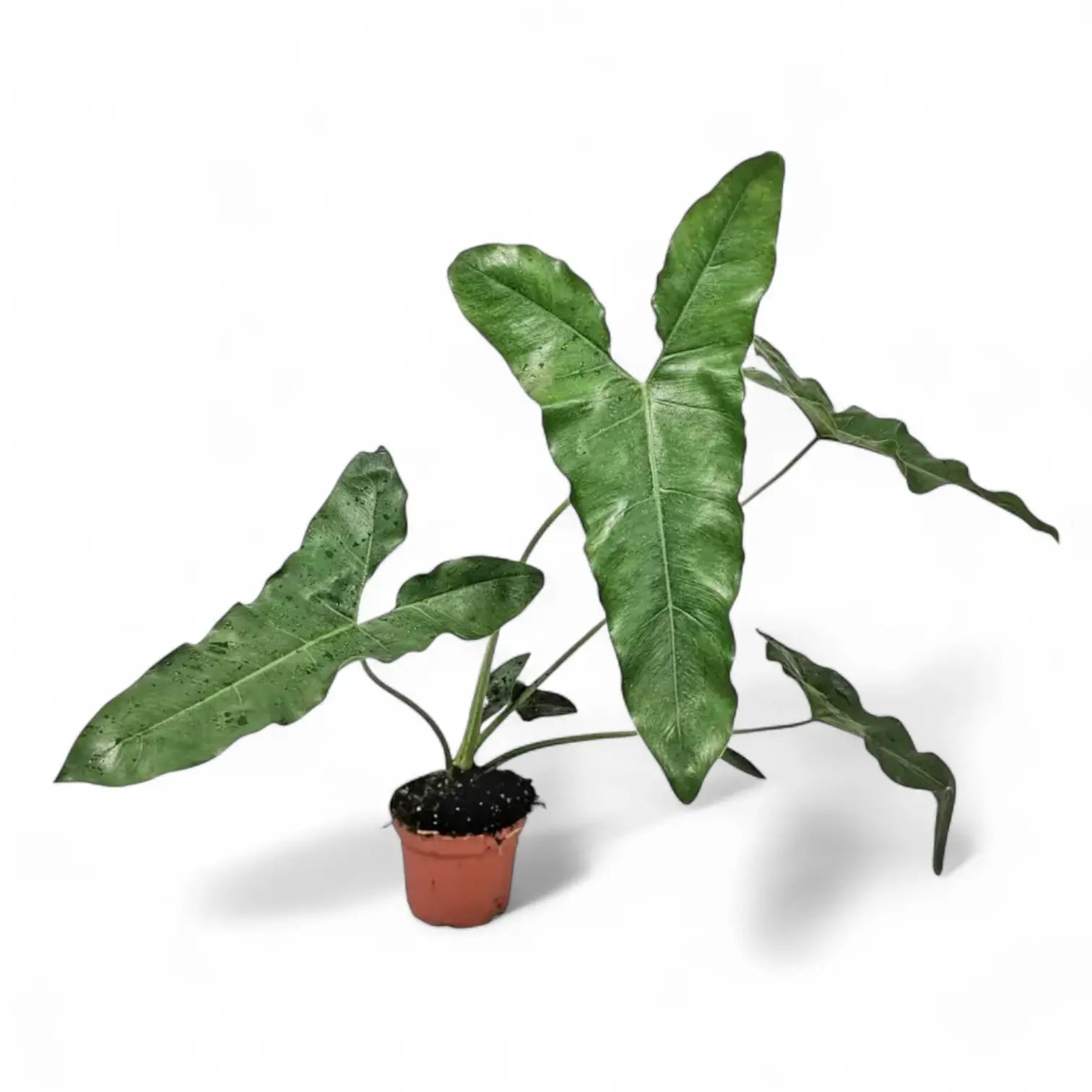 Thaumatophyllum stenolobum Zimmerpflanze im Anzuchttopf vor weiĂźem Hintergrund, Produktfoto 10.