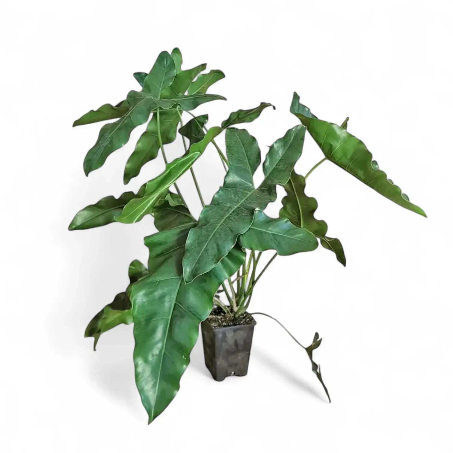 Thaumatophyllum stenolobum Zimmerpflanze im Anzuchttopf vor weiĂźem Hintergrund, Produktfoto 11.