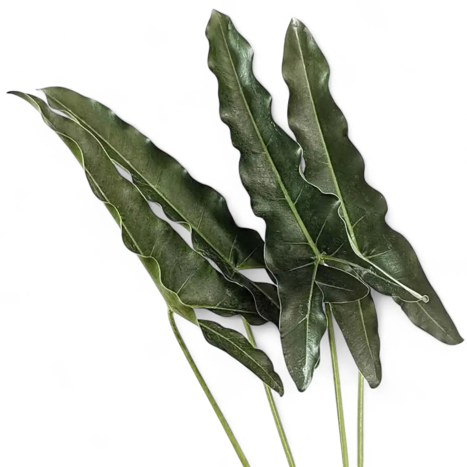 Thaumatophyllum stenolobum Zimmerpflanze im Anzuchttopf vor weiĂźem Hintergrund, Produktfoto 12.