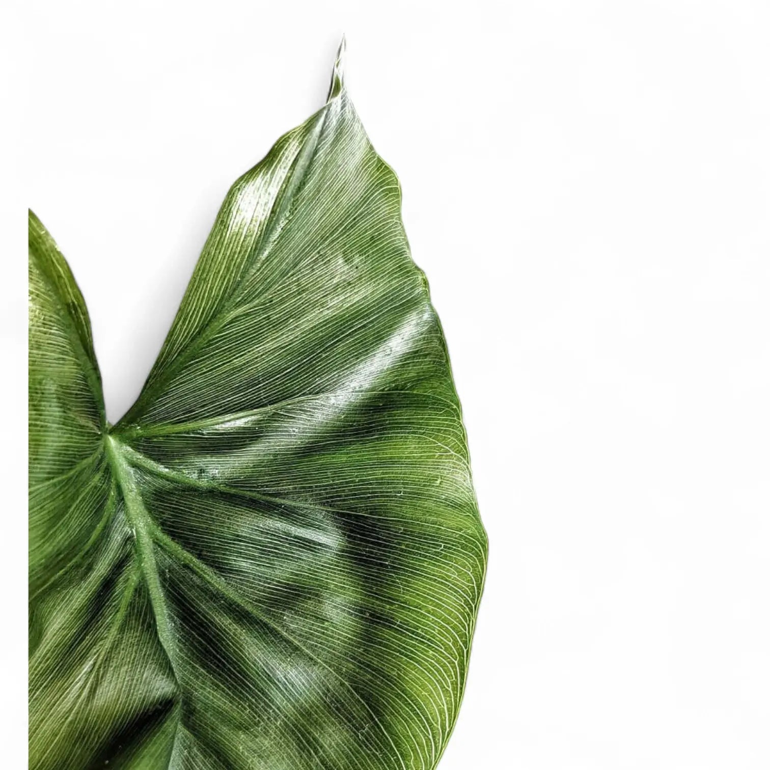 Thaumatophyllum tweedieanum potted houseplant in nursery pot on white background, product photo 3.