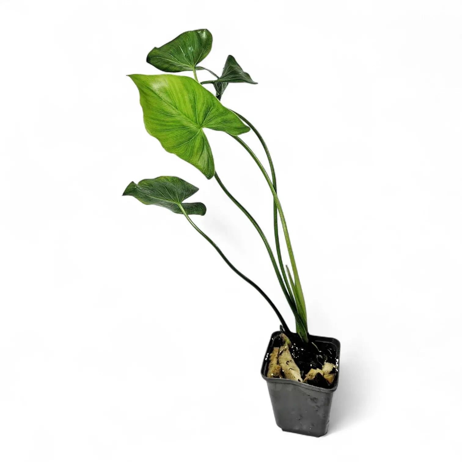 Thaumatophyllum tweedieanum potted houseplant in nursery pot on white background, product photo 4.