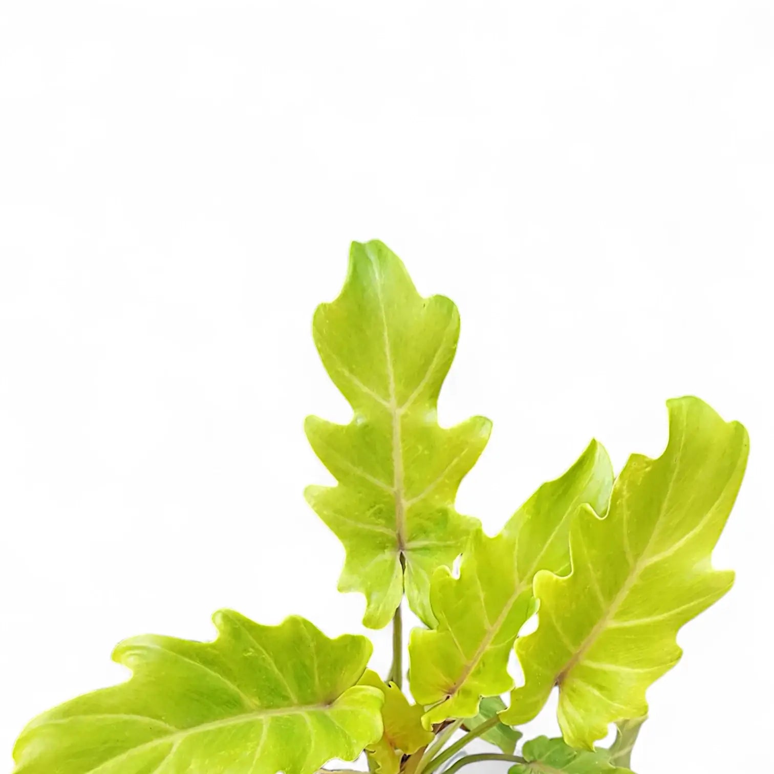 Thaumatophyllum xanadu 'Lemon' leaf close-up on white background.