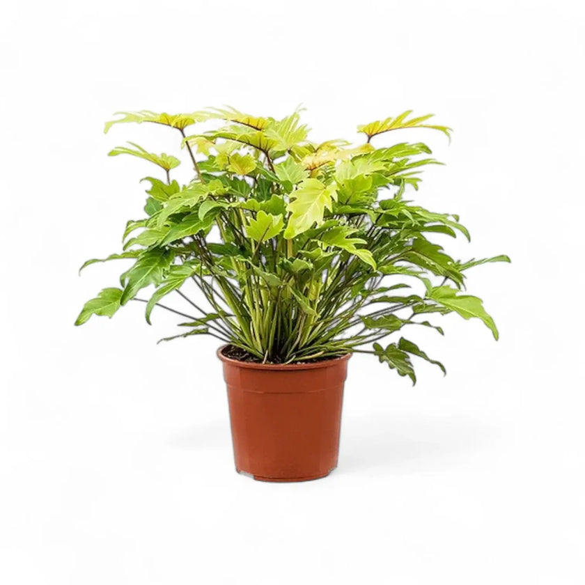 Thaumatophyllum xanadu 'Lemon' potted houseplant in nursery pot on white background, product photo 2.