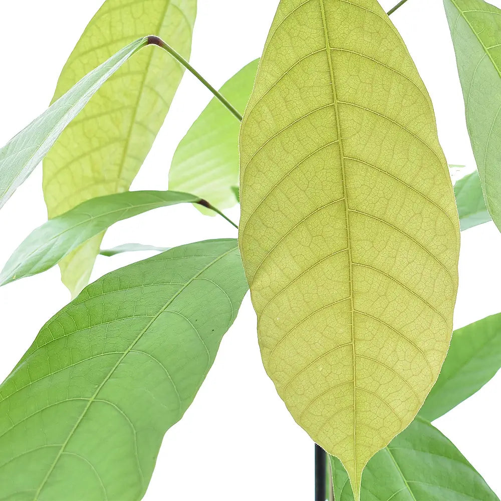 Theobroma cacao leaf close-up on white background.