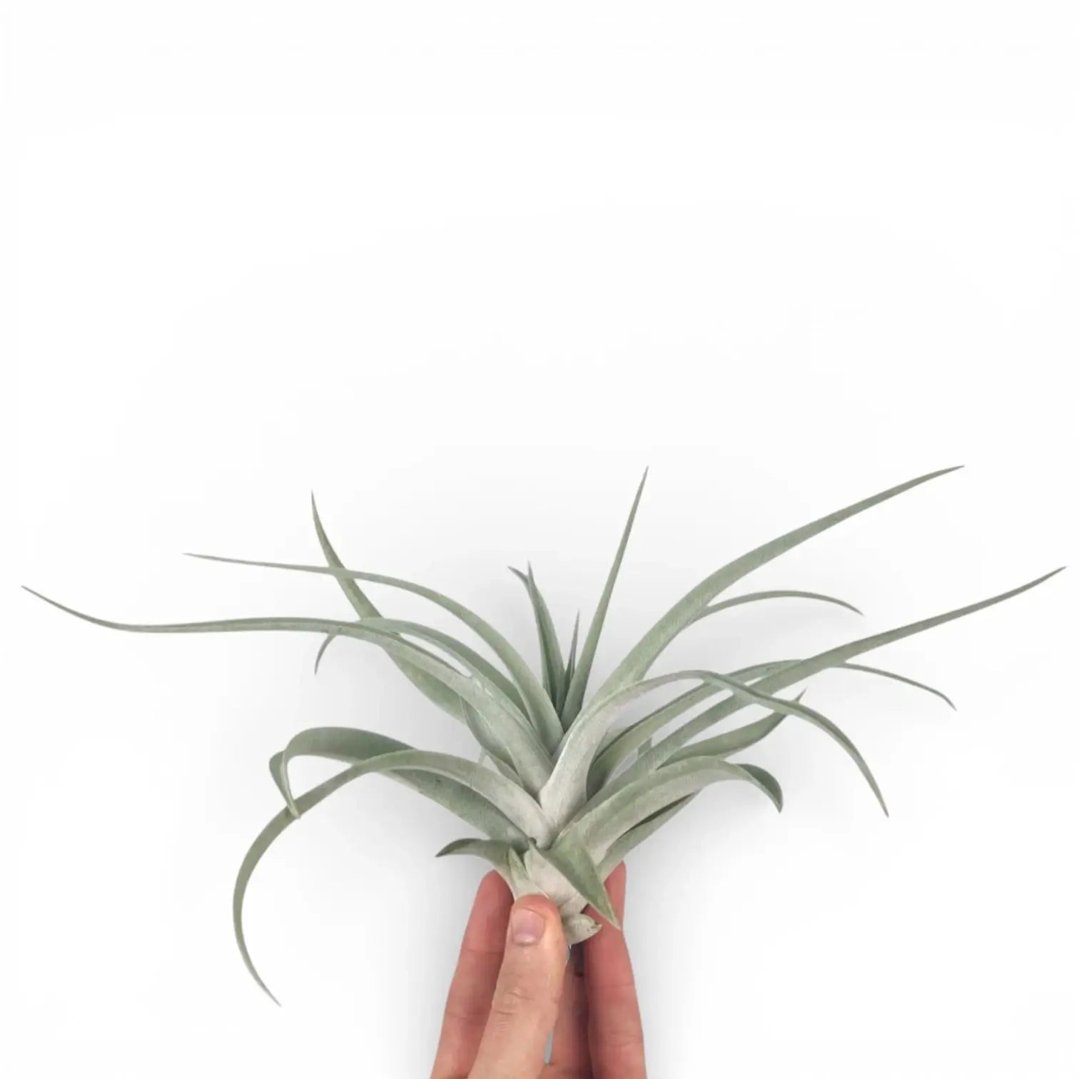Tillandsia harrisii
