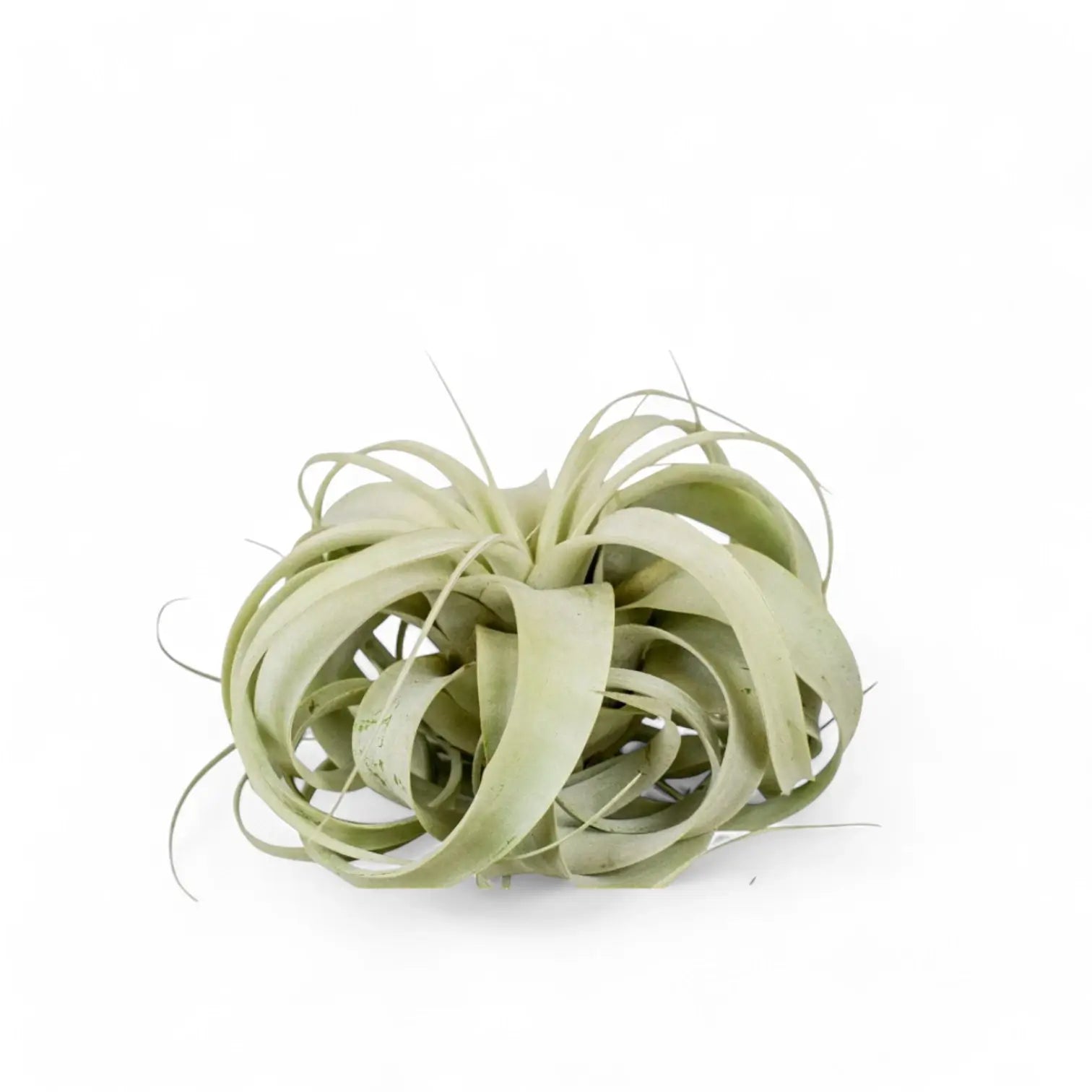 Tillandsia xerographica Zimmerpflanze im Anzuchttopf vor weißem Hintergrund, Produktfoto 5.