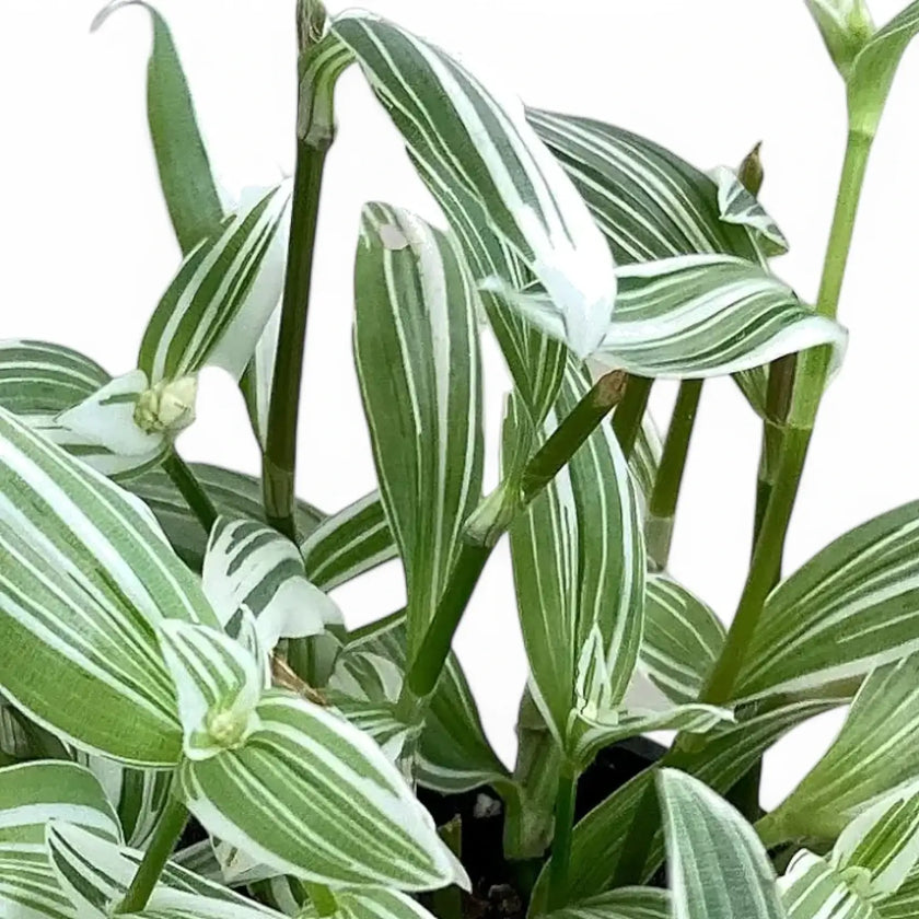 Tradescantia 'Albovittata' â Blattdetail vor weiĂem Hintergrund..