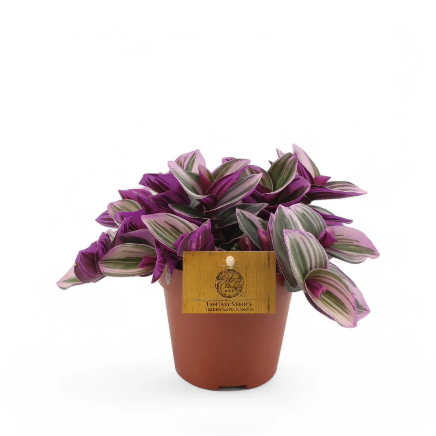 Tradescantia cerinthoides ‘Nanouk’ potted houseplant in nursery pot on white background, product photo 2.