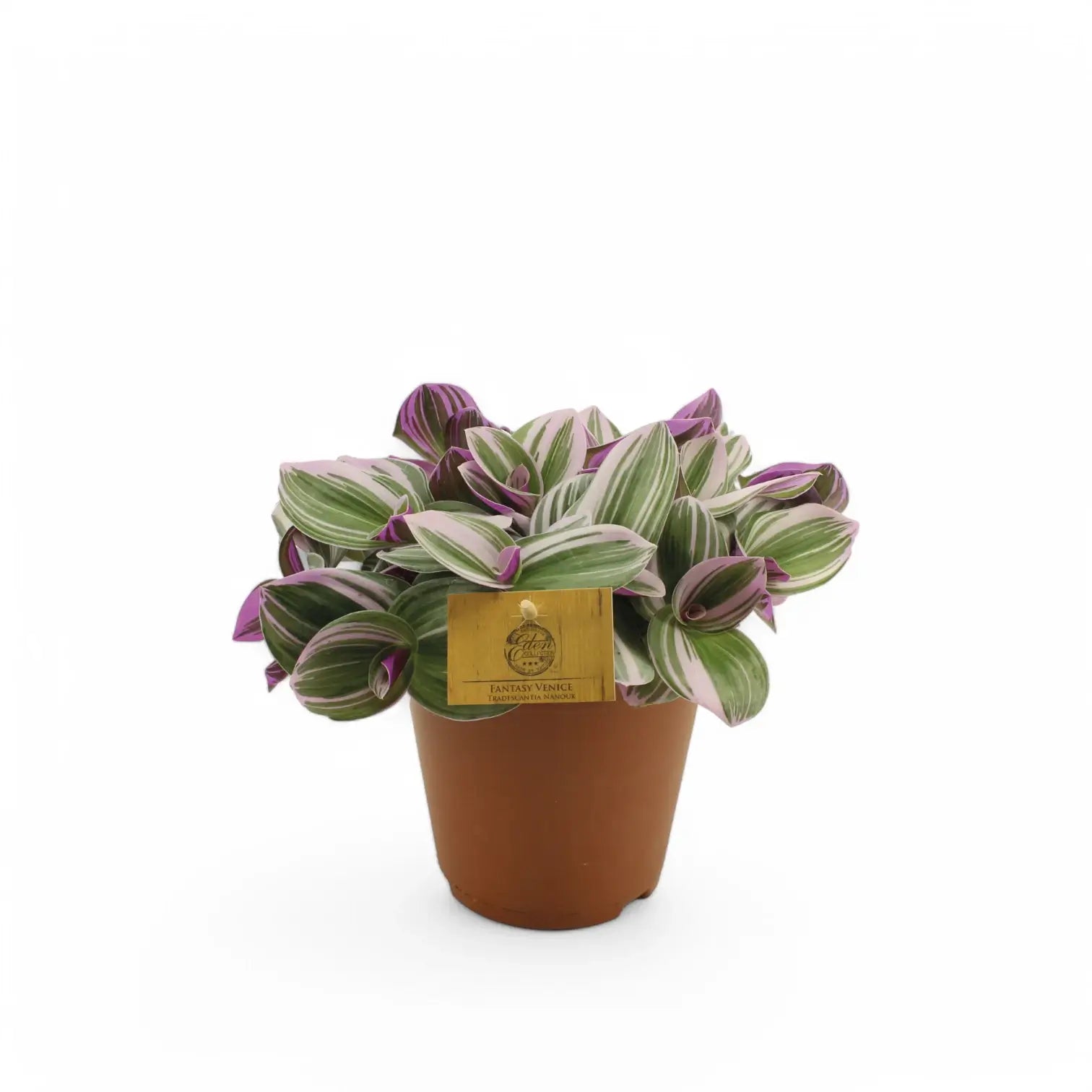 Tradescantia cerinthoides ‘Nanouk’ potted houseplant in nursery pot on white background, product photo 3.
