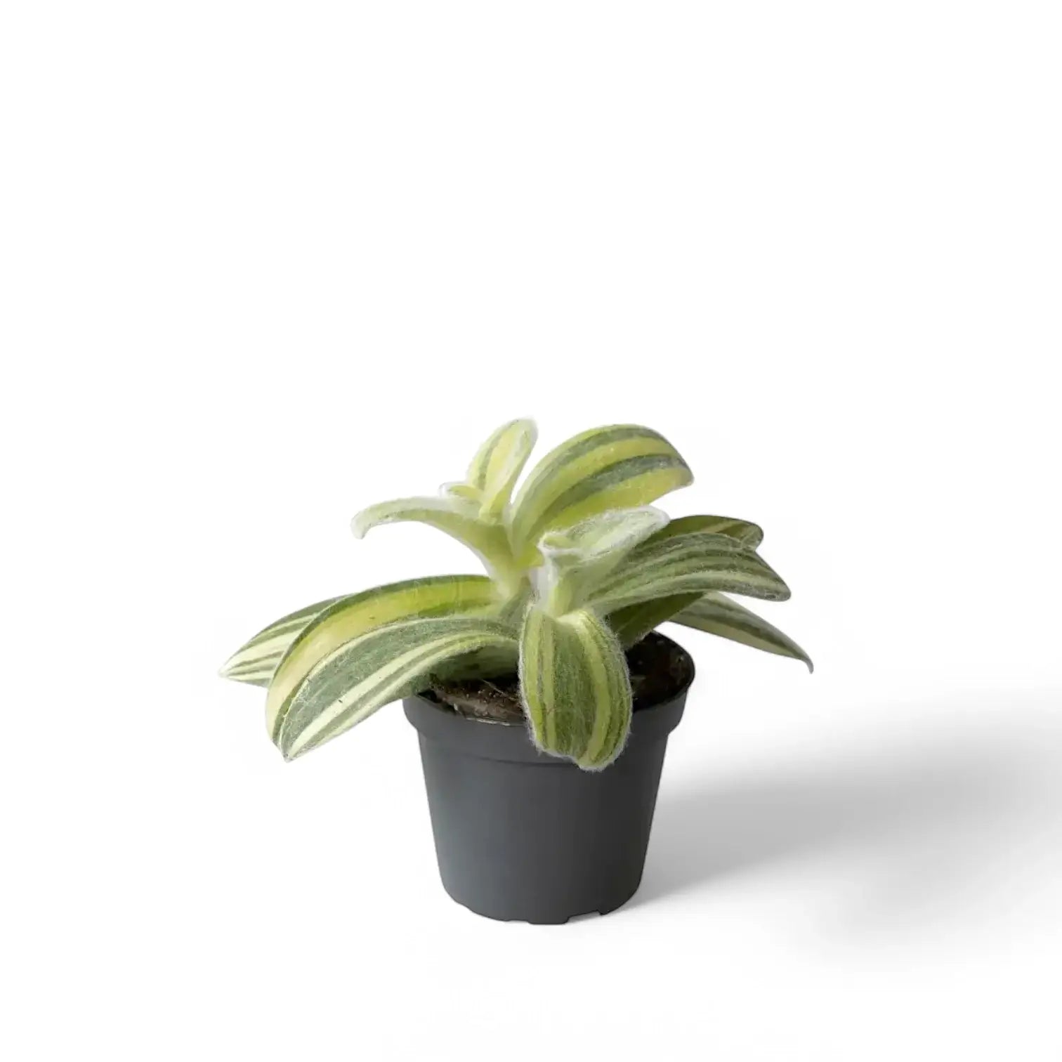 Tradescantia sillamontana âGold Stripesâ potted houseplant in nursery pot on white background, product photo 2.
