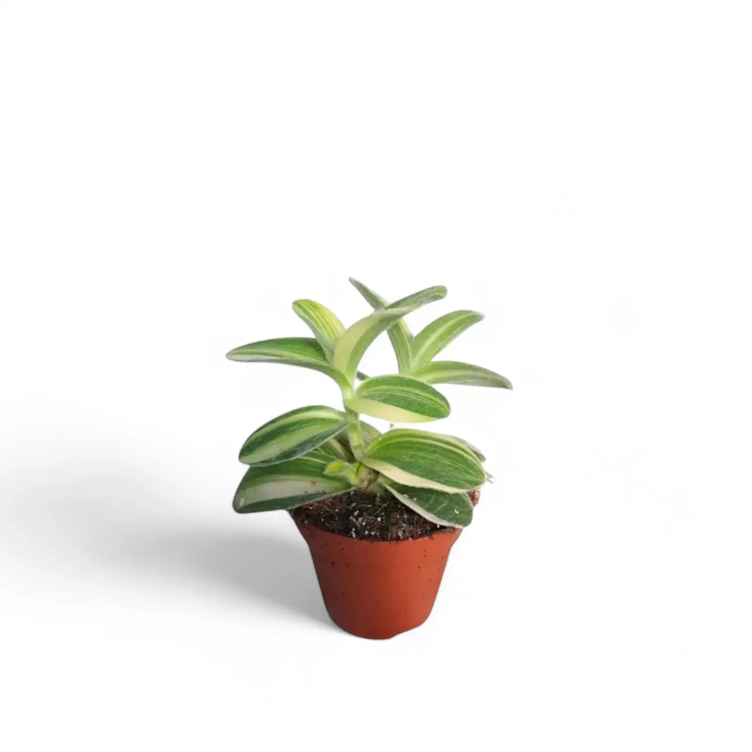 Tradescantia sillamontana âGold Stripesâ potted houseplant in nursery pot on white background, product photo 3.