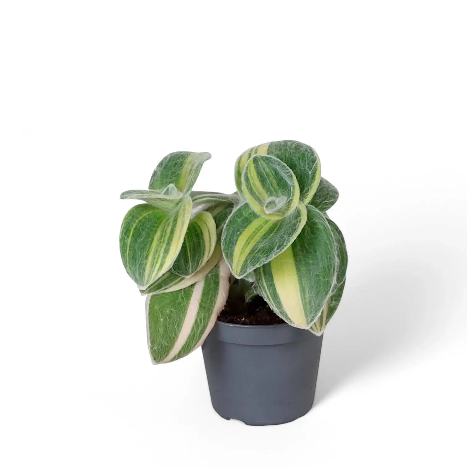 Tradescantia sillamontana âGold Stripesâ potted houseplant in nursery pot on white background, product photo 4.