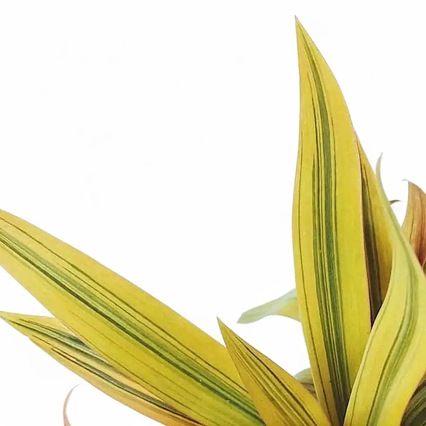 Tradescantia spathacea 'Sitara Gold' – Blattdetail vor weißem Hintergrund..