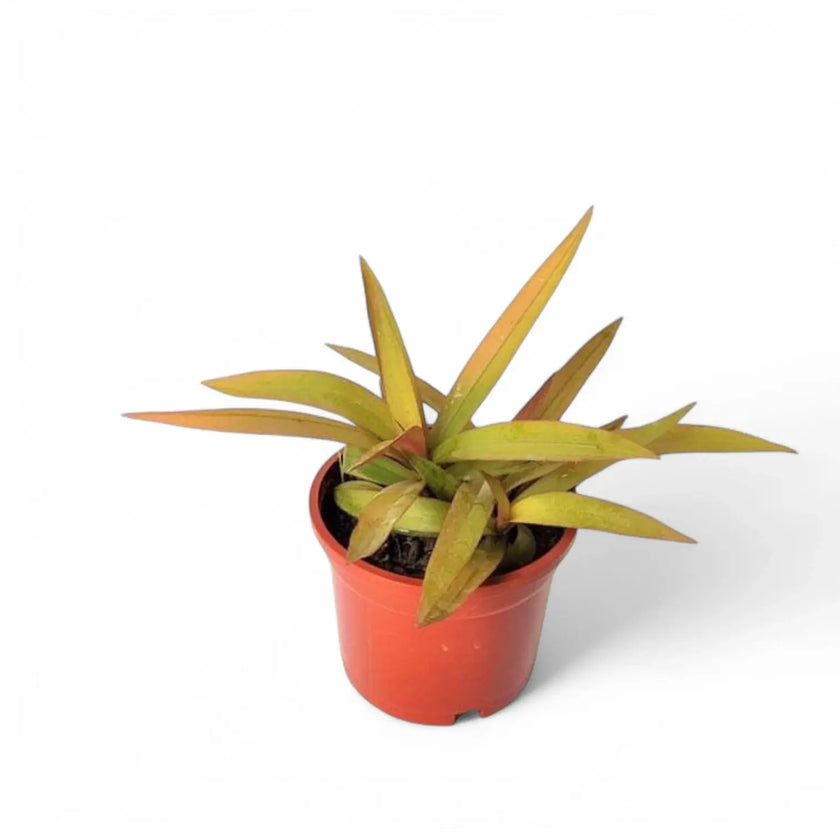 Tradescantia spathacea 'Sitara Gold' Zimmerpflanze im Anzuchttopf vor weiĂźem Hintergrund, Produktfoto 2.