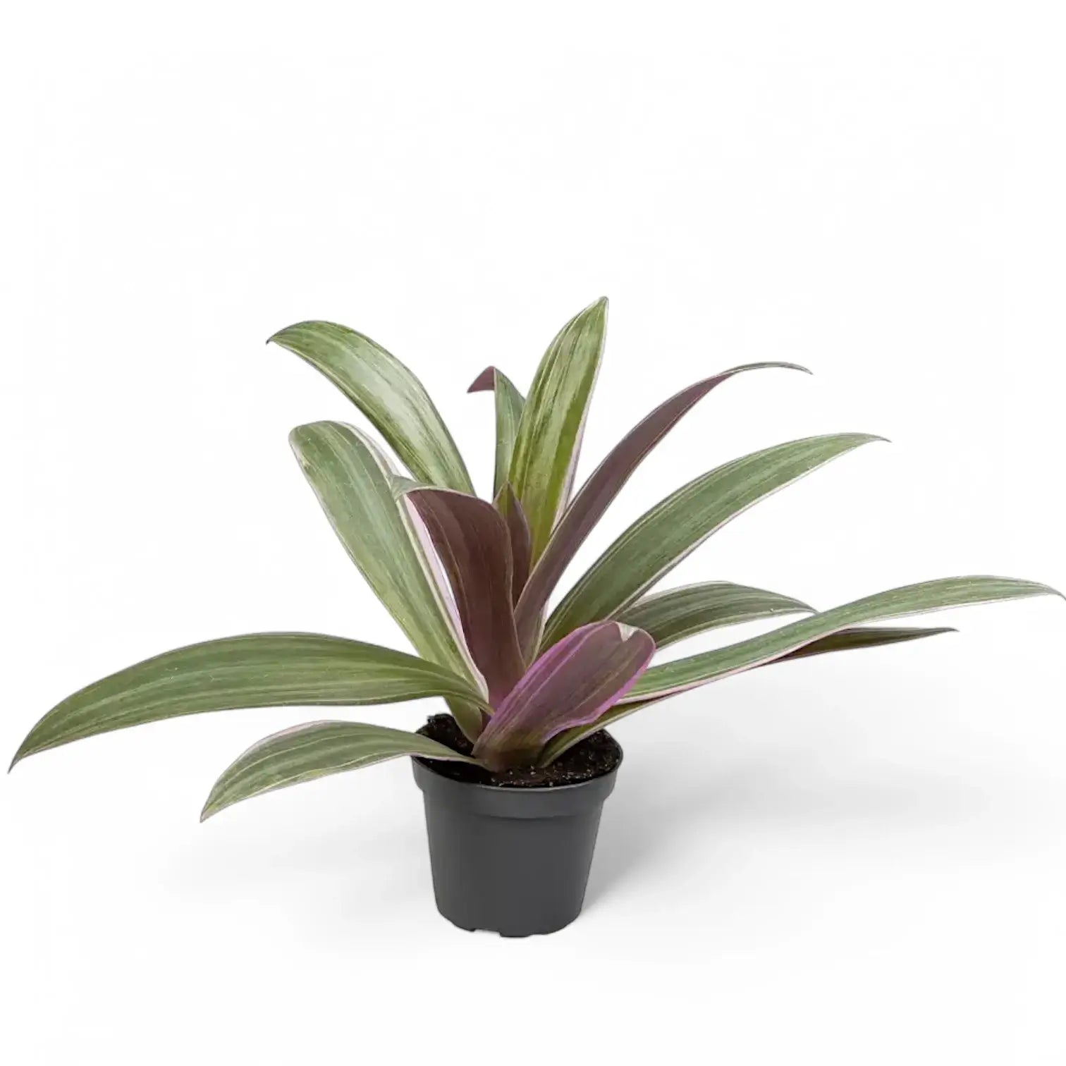 Tradescantia spathacea 'Sitara' aka 'Tricolor' potted houseplant in nursery pot on white background, product photo 2.
