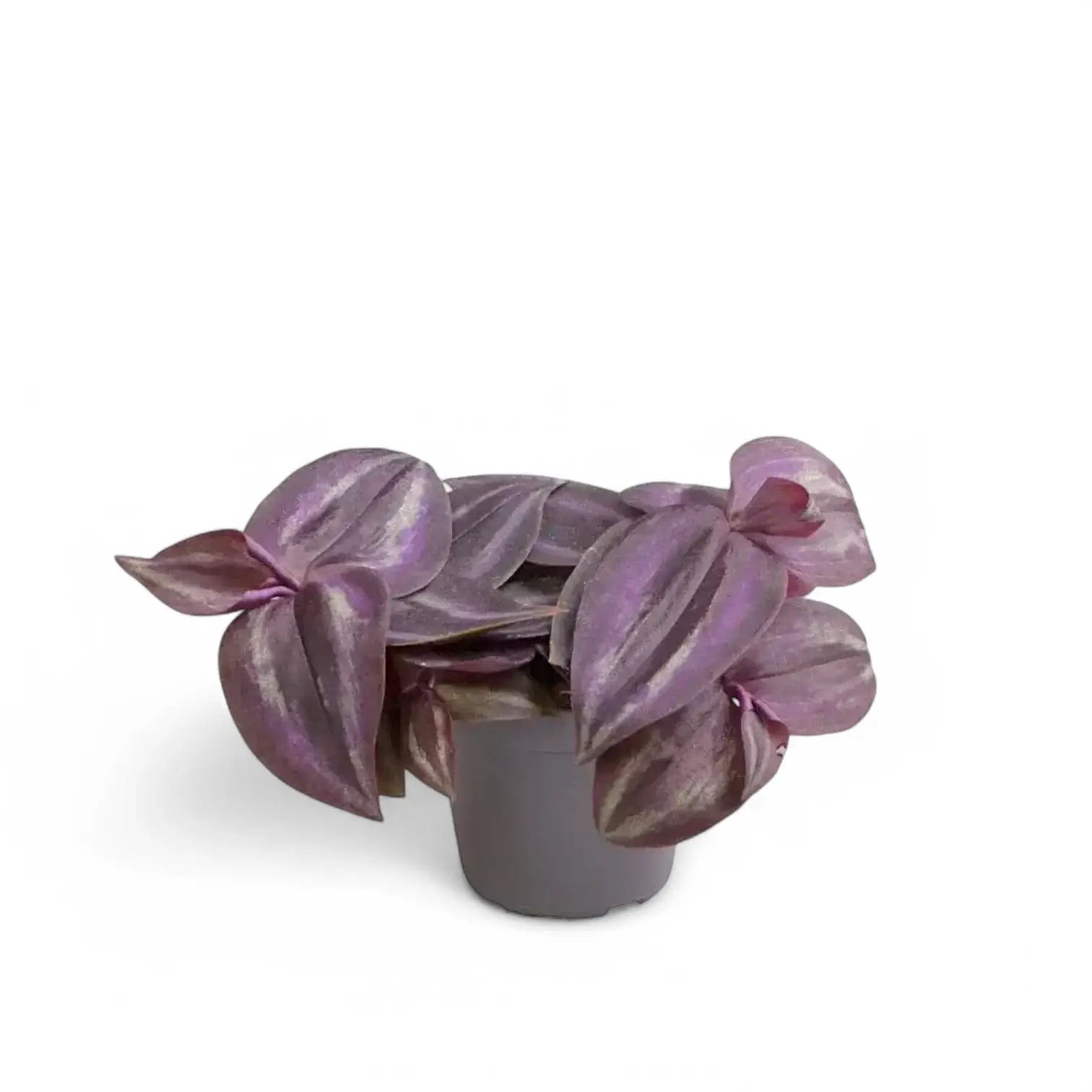 Tradescantia zebrina 'Burgundy' aka 'Purple Joy' potted houseplant in nursery pot on white background, product photo 2.