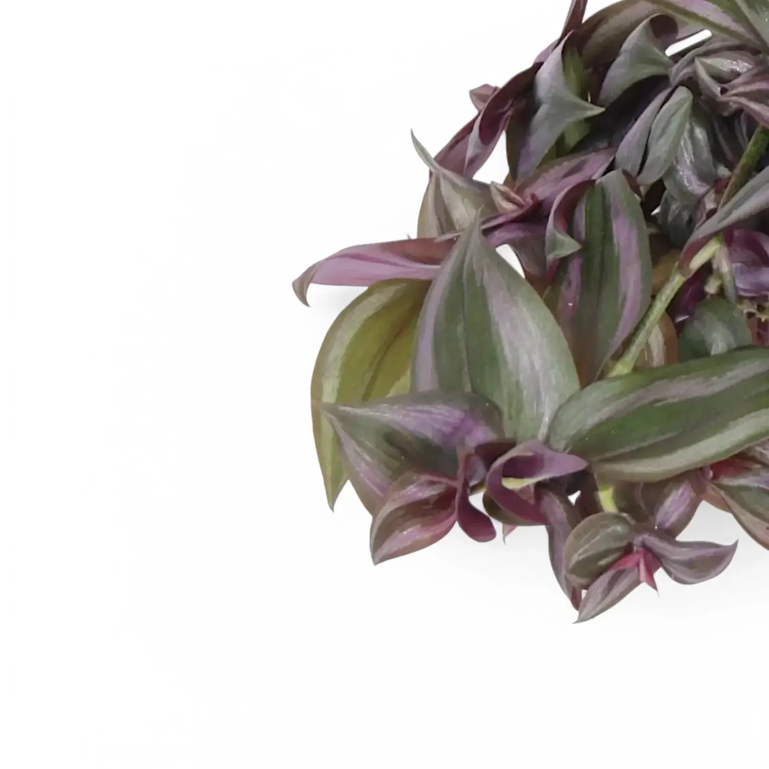 Tradescantia zebrina âLittle Hillâ leaf close-up on white background.