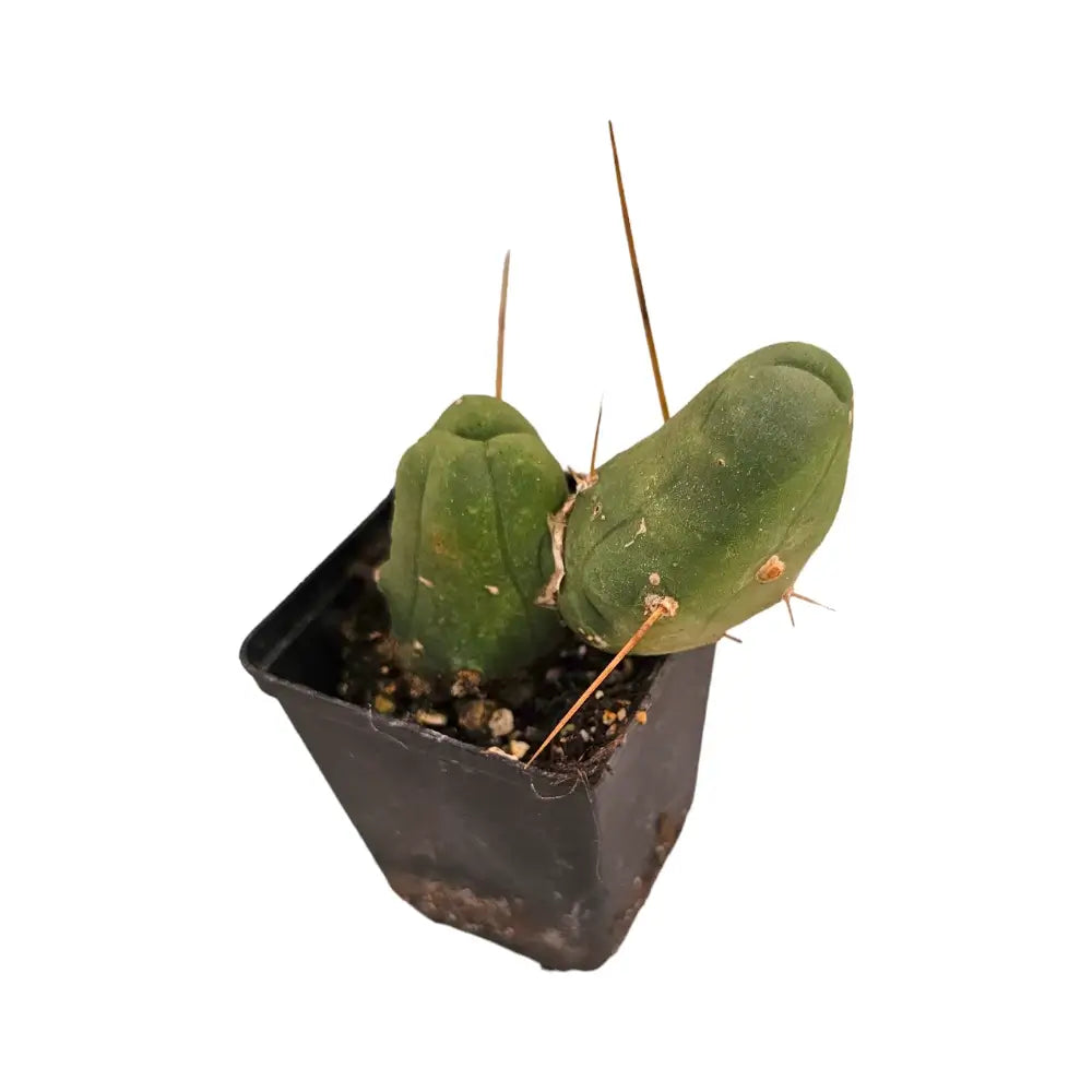 Trichocereus bridgesii f. mostruosa potted houseplant in nursery pot on white background, product photo 2.