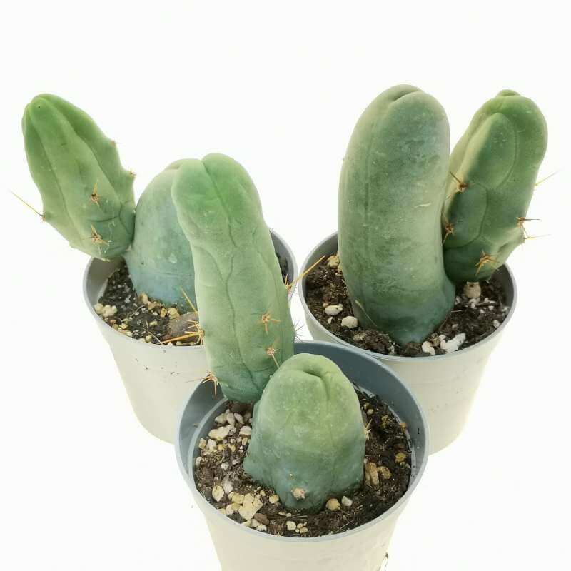 Trichocereus bridgesii f. mostruosa potted houseplant in nursery pot on white background, product photo 3.
