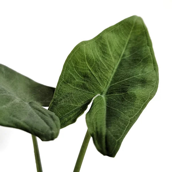 Xanthosoma dealbatum leaf close-up on white background.