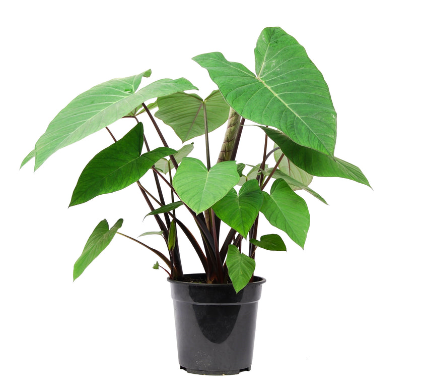 Xanthosoma sagittifolium ‘Frozen Planet' Zimmerpflanze im Anzuchttopf vor weißem Hintergrund, Produktfoto 2.