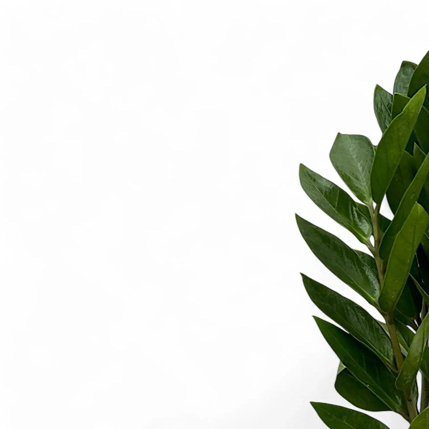 Zamioculcas zamiifolia 'Zamicro' â Blattdetail vor weiĂem Hintergrund..