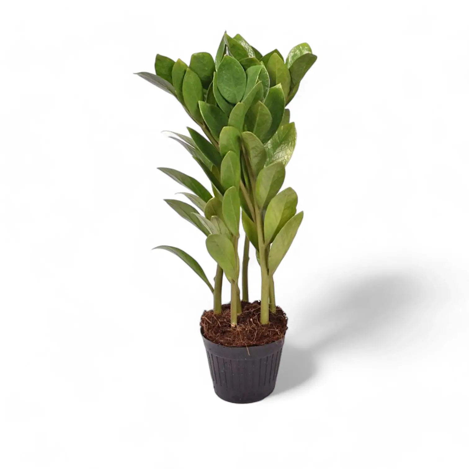 Zamioculcas zamiifolia 'Zamicro' potted houseplant in nursery pot on white background, product photo 2.
