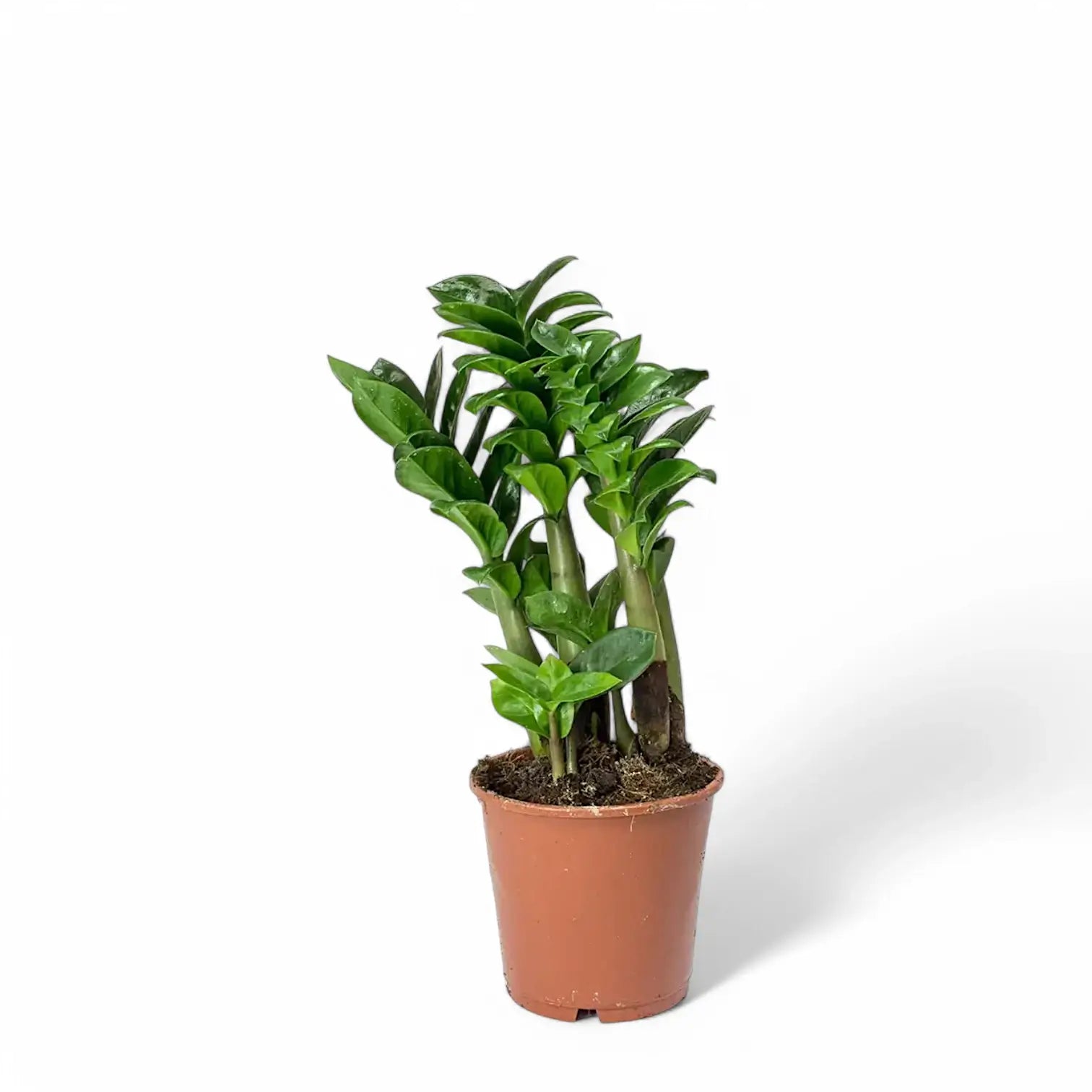 Zamioculcas zamiifolia 'Zenzi' Zimmerpflanze im Anzuchttopf vor weißem Hintergrund, Produktfoto 4.