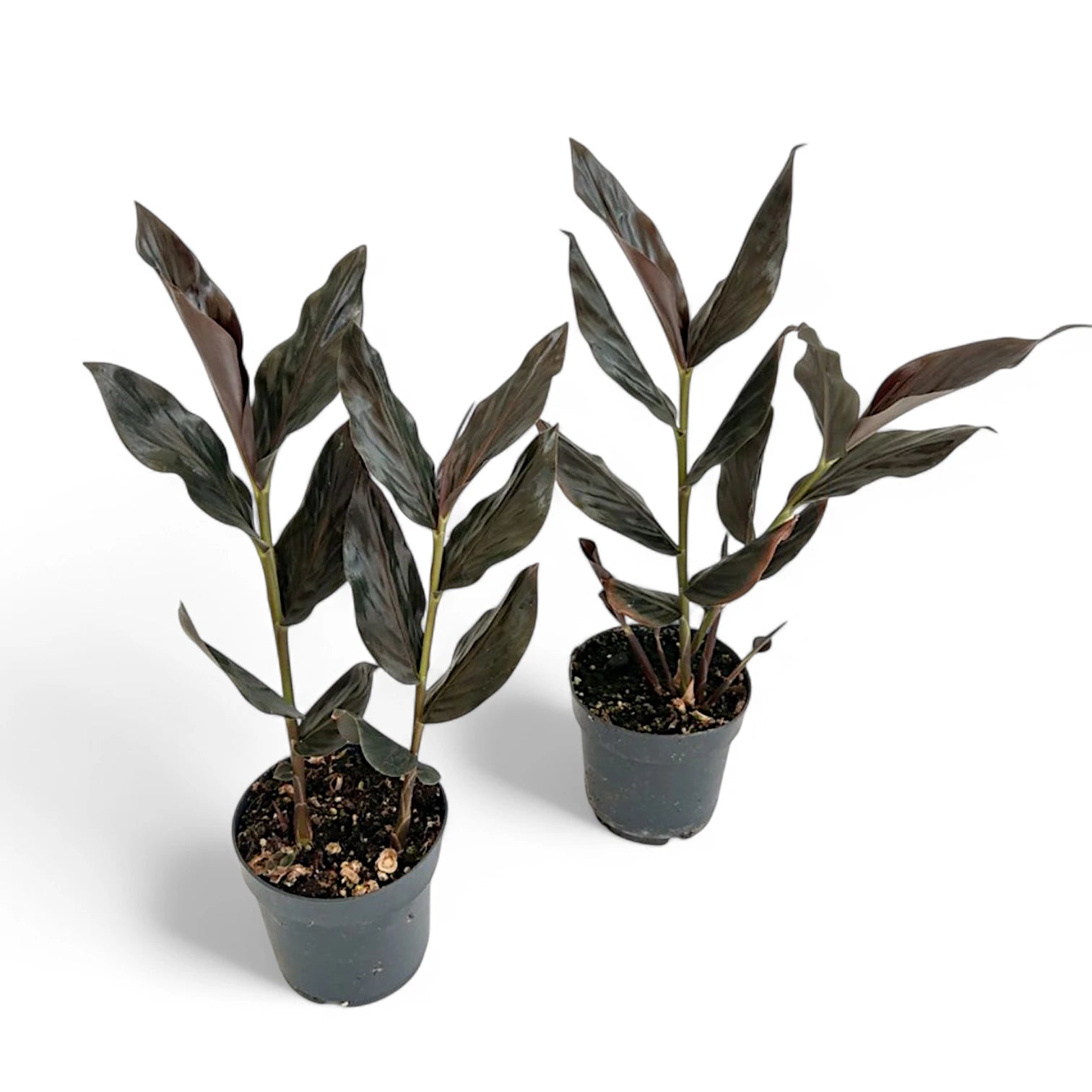 Zingiber malaysianum 'Chocolate' potted houseplant in nursery pot on white background, product photo 4.