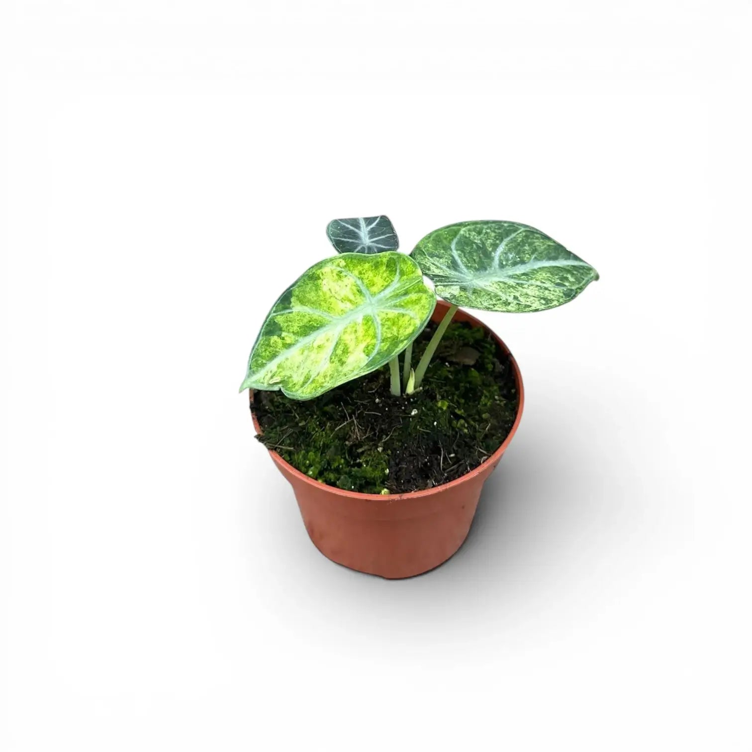 Alocasia reginula 'Ninja Tricolor'