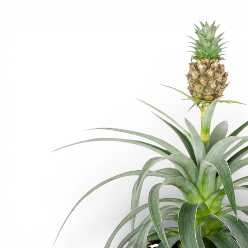 Ananas comosus 'Corona'