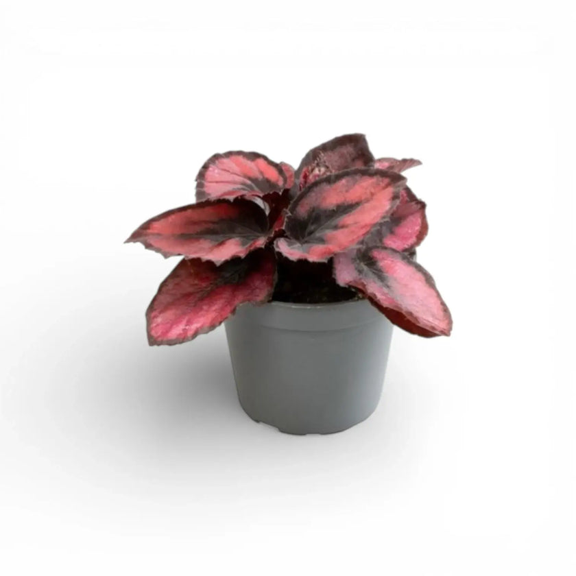 Begonia rex 'Red Kiss' potted houseplant in nursery pot on white background, product photo 3.