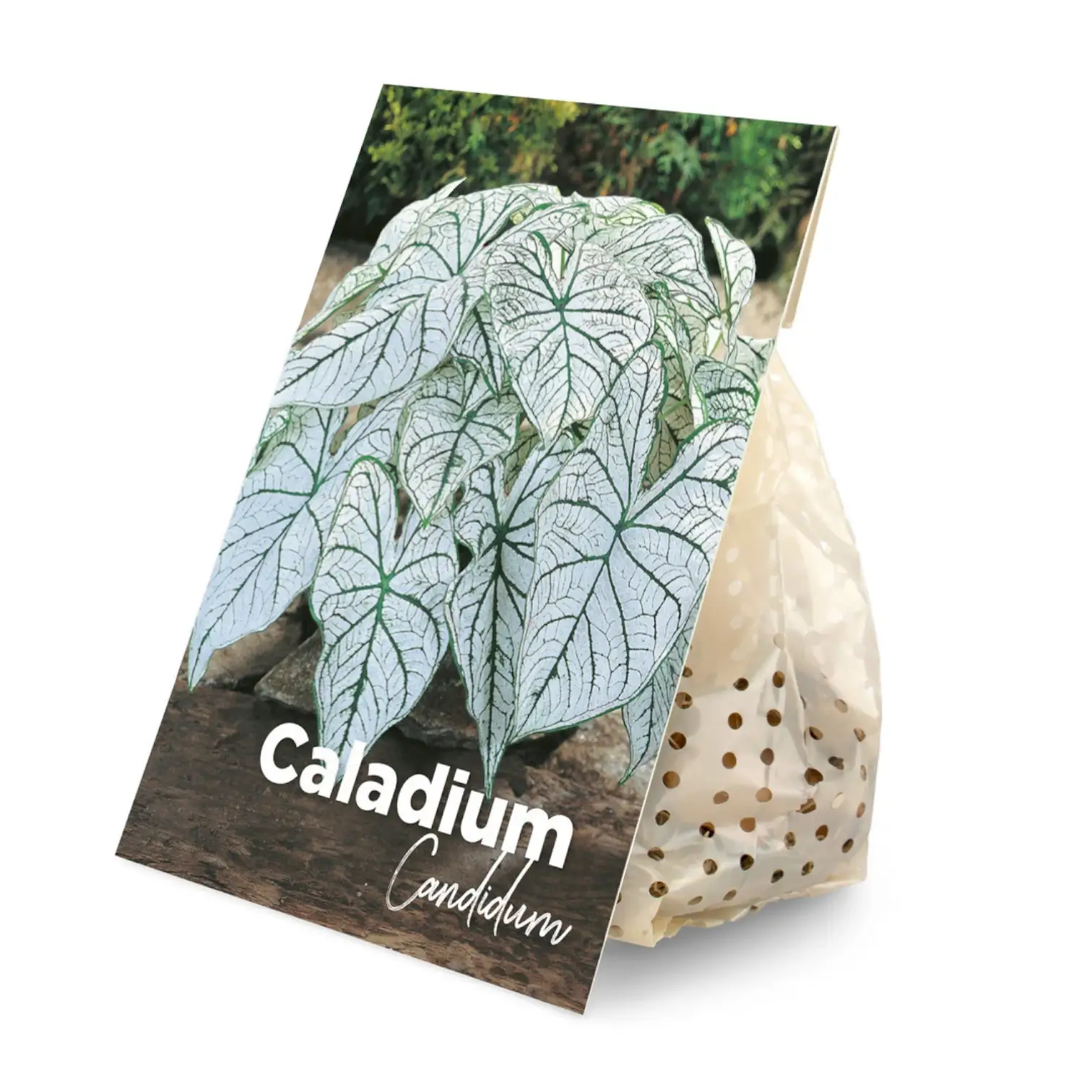 Caladium 'Candidum'