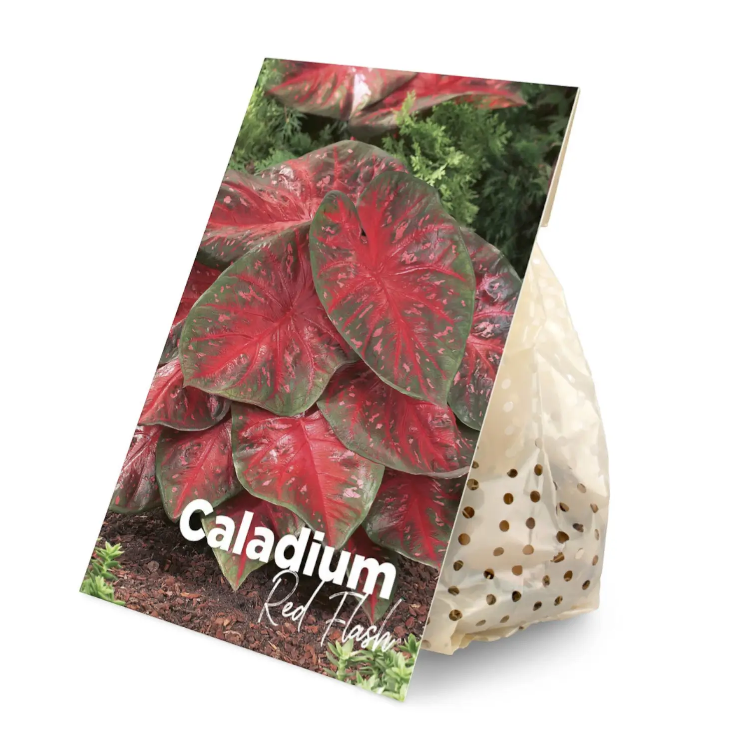 Caladium 'Red Flash'