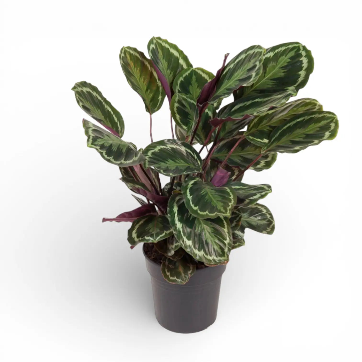 Goeppertia (Calathea) veitchiana 'Medaillon' – Zimmerpflanze im Kulturtopf auf weißem Hintergrund, Produktfoto 2.