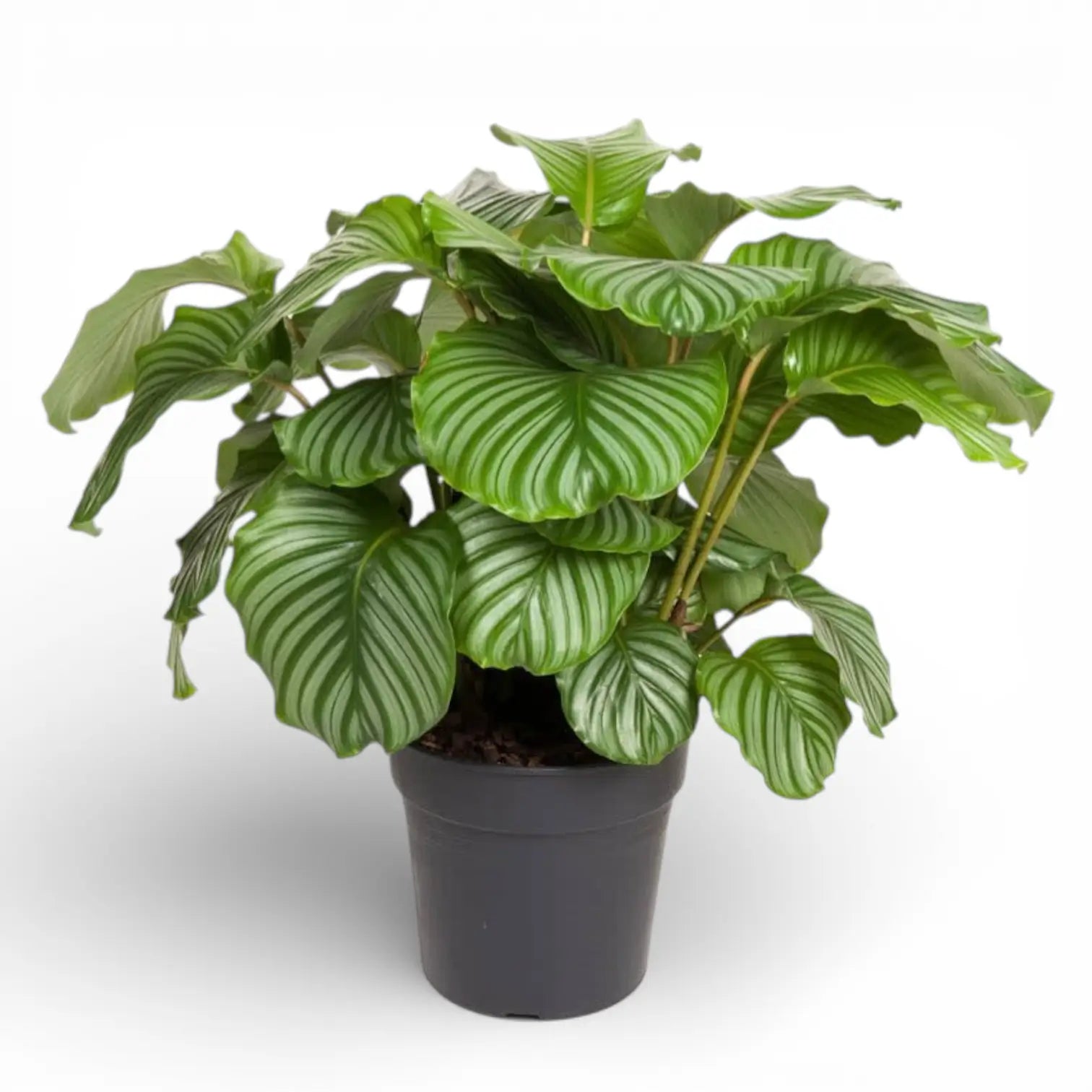 Goeppertia (Calathea) orbifolia potted houseplant in nursery pot on white background, product photo 3.