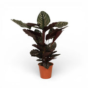 Goeppertia (Calathea) ornata potted houseplant in nursery pot on white background, product photo 2.