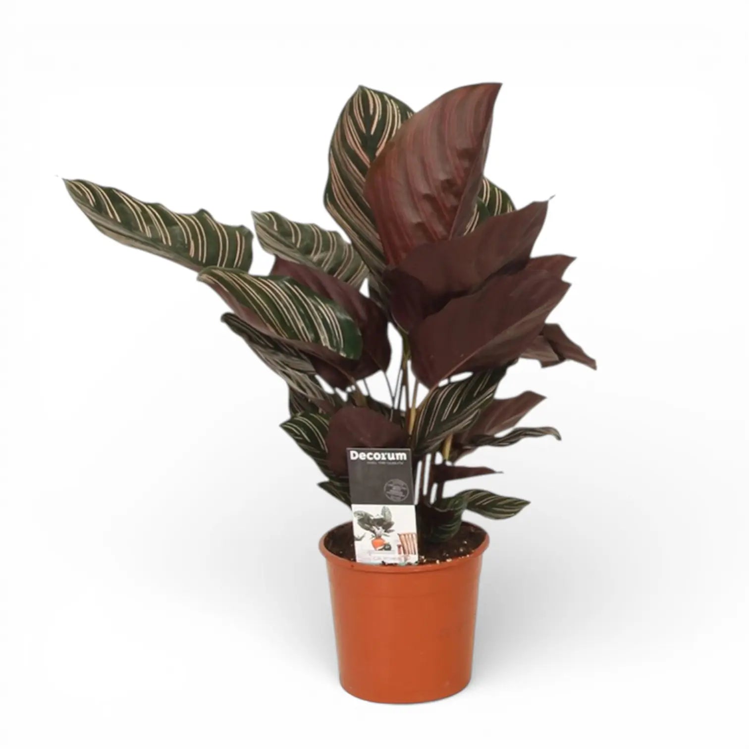 Goeppertia (Calathea) ornata – Topfpflanze im Kulturtopf vor weißem Hintergrund, Produktfoto 2.