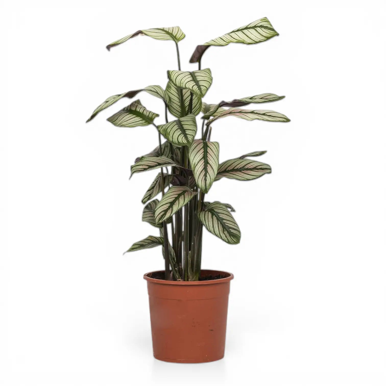 Goeppertia (Calathea) majestica 'Whitestar' – Nahaufnahme eines Blatts vor weißem Hintergrund.