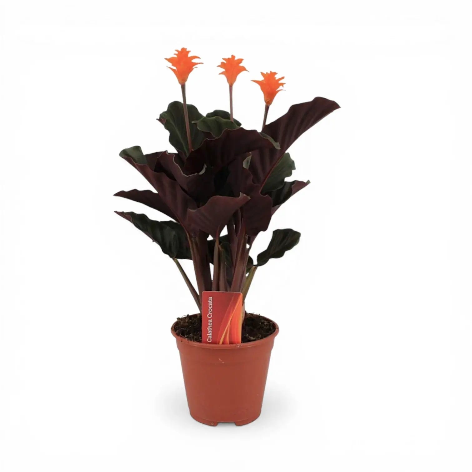 Goeppertia crocata 'Candela'