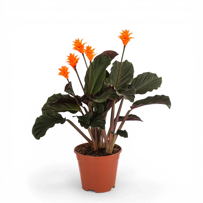 Goeppertia crocata 'Candela'