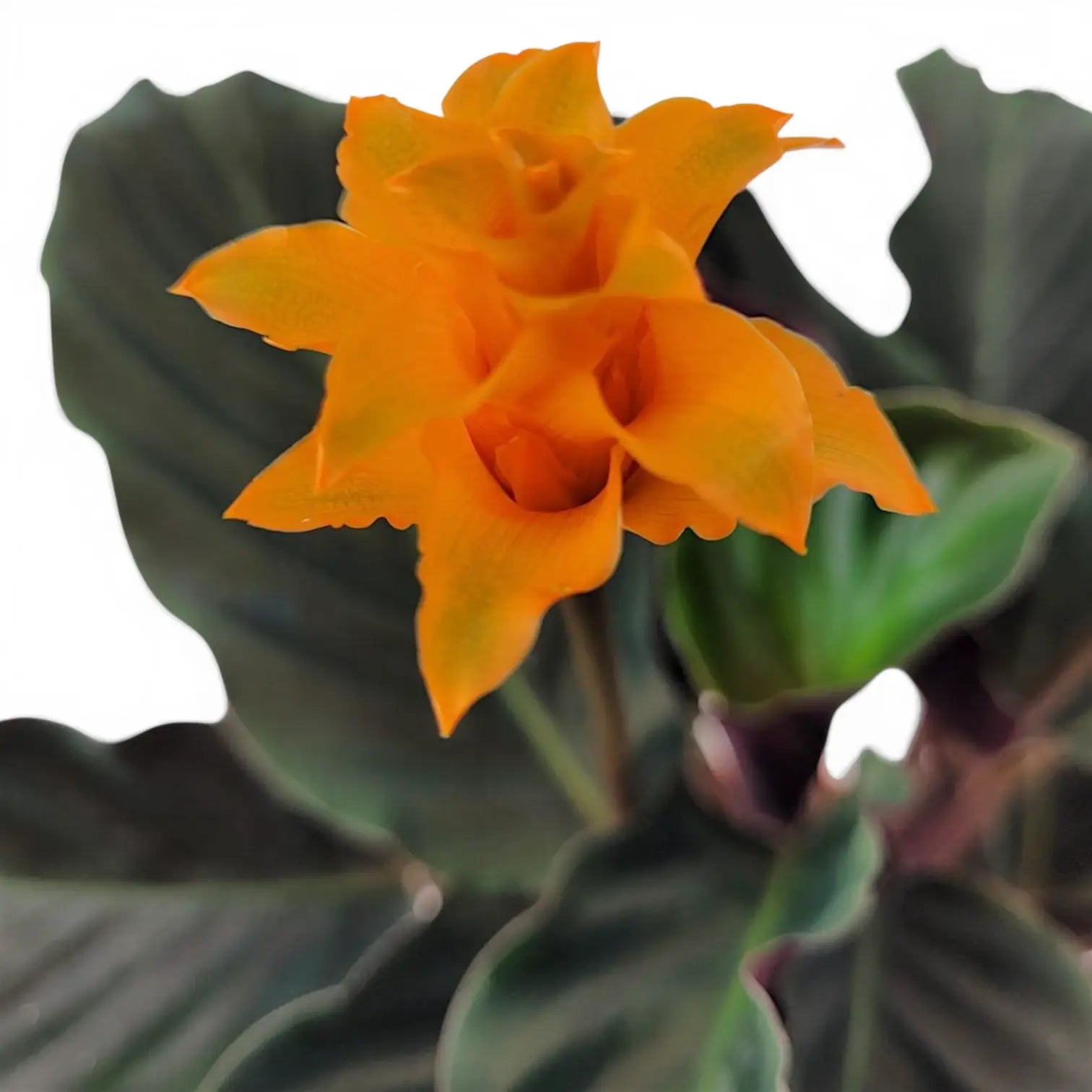 Goeppertia crocata 'Candela'