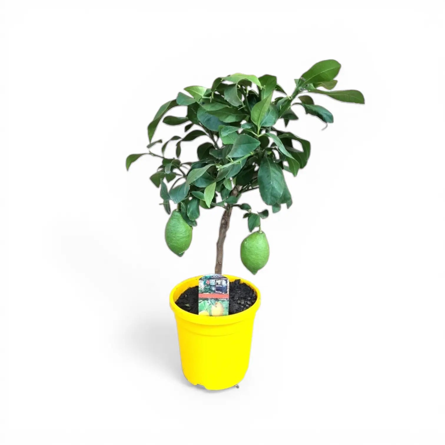 Citrus Ă— limon 'Lemon' potted houseplant in nursery pot on white background, product photo 2.