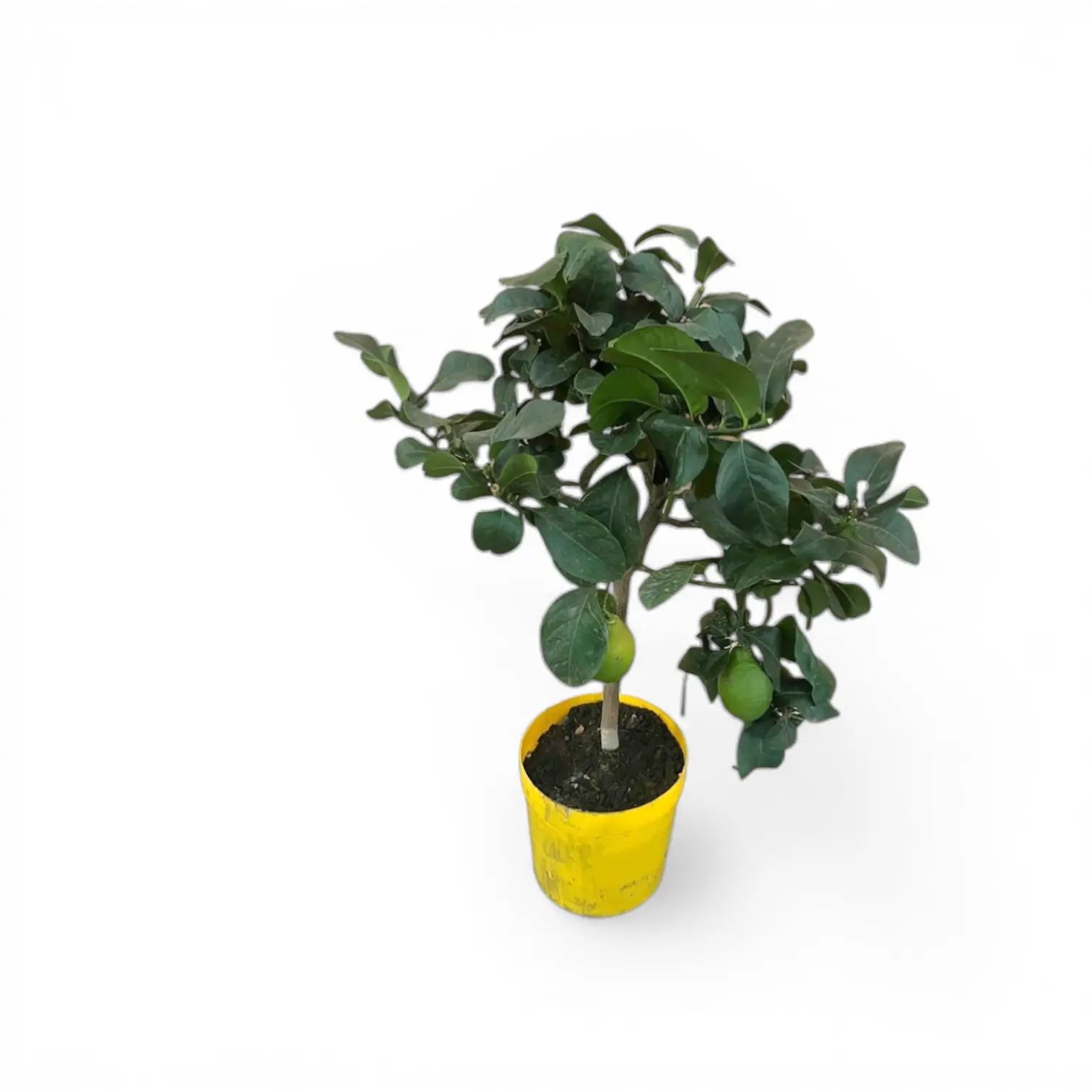 Citrus Ă— limon 'Lemon' potted houseplant in nursery pot on white background, product photo 3.