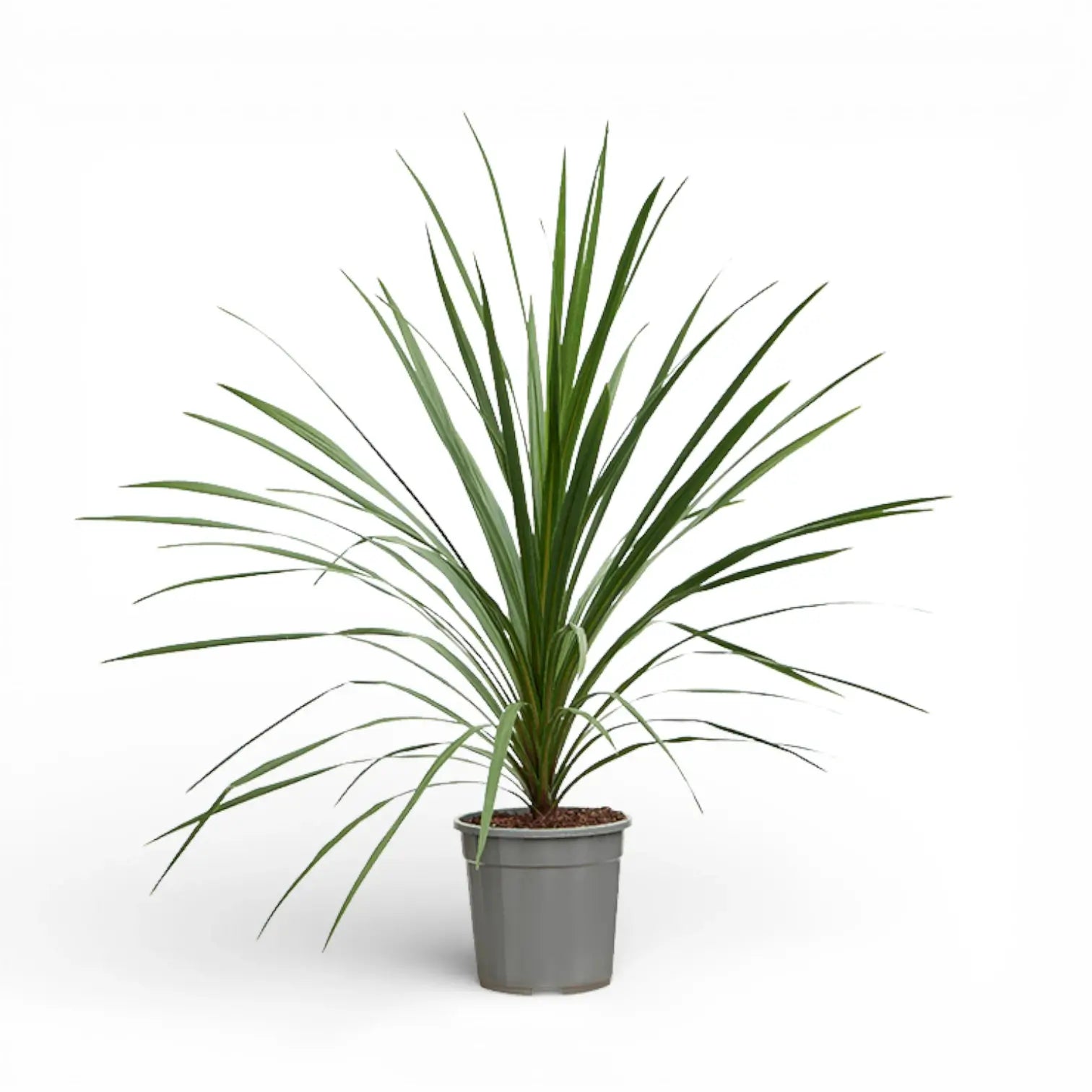 Cordyline australis