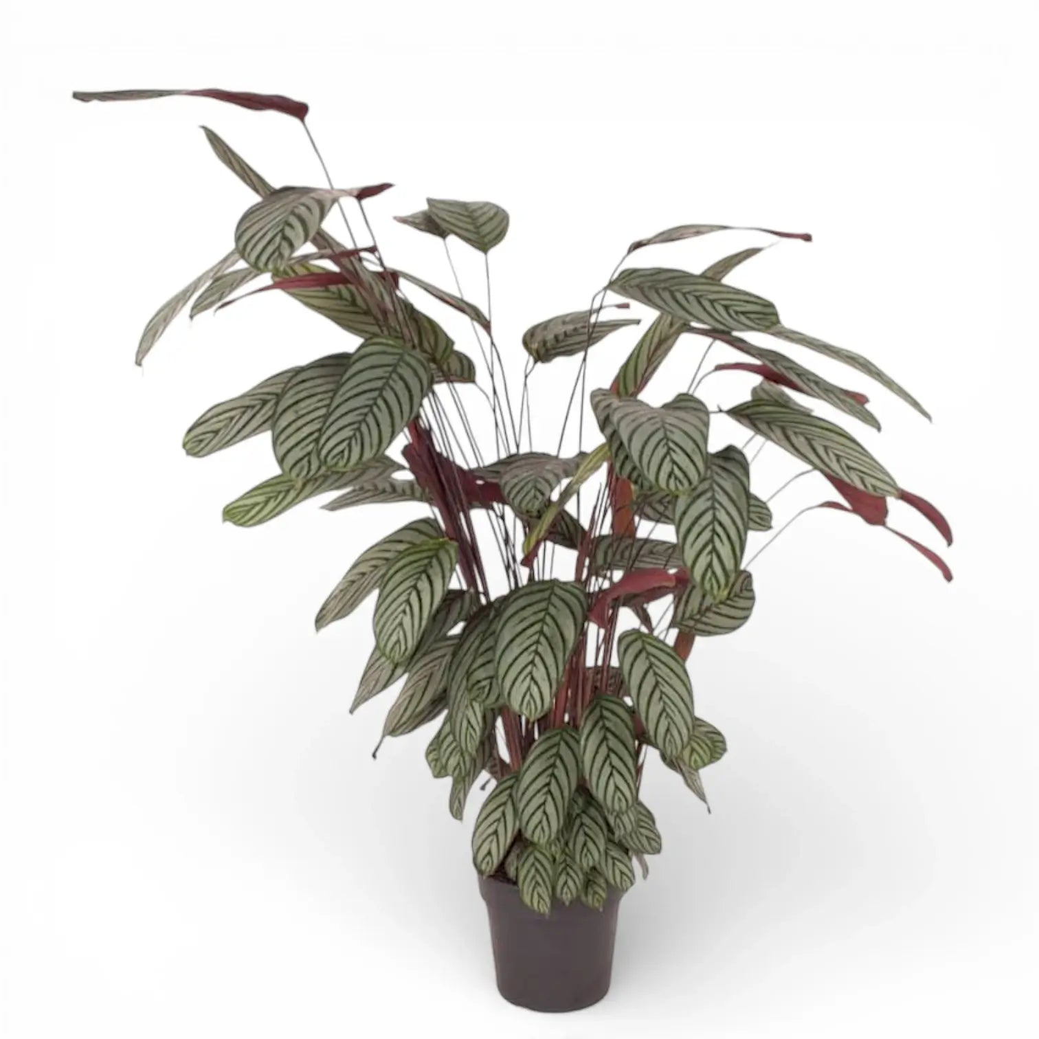 Ctenanthe oppenheimiana potted houseplant in nursery pot on white background, product photo 1.