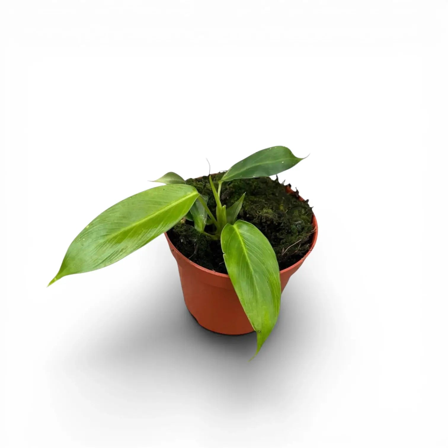 Philodendron patriciae