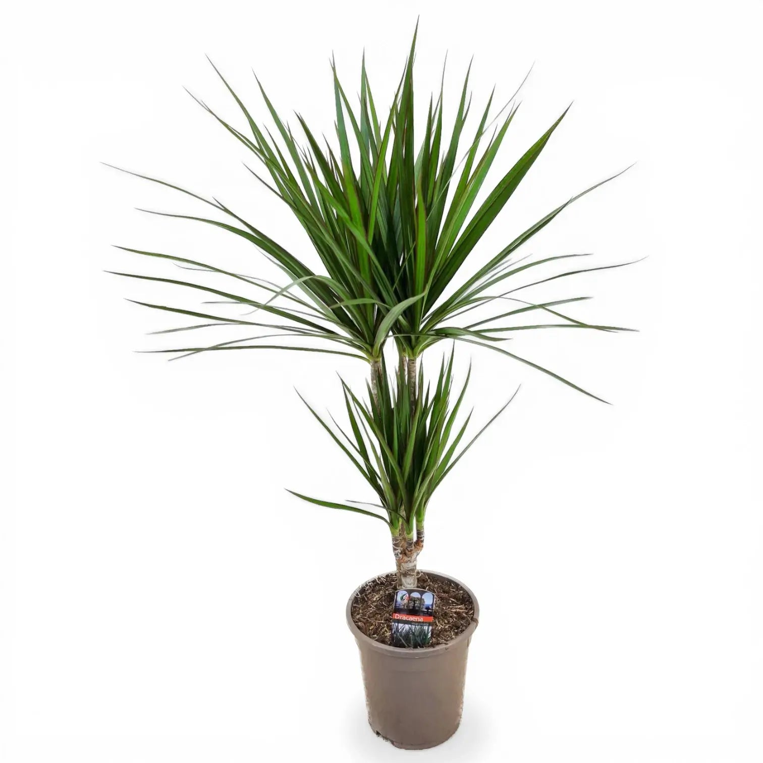 Dracaena reflexa var. angustifolia